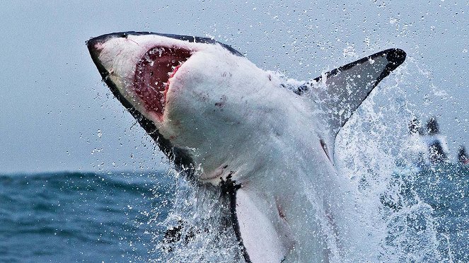 Great Shark Chow Down - Photos