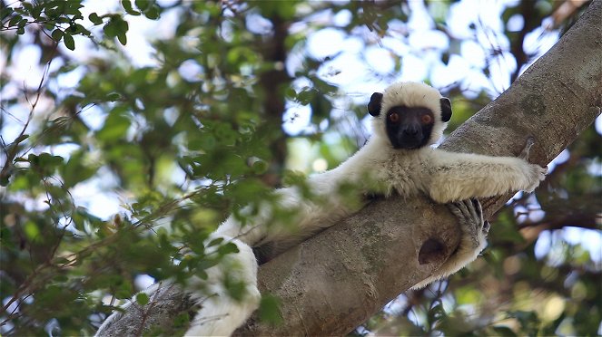 Krajinou Madagaskaru - Do filme