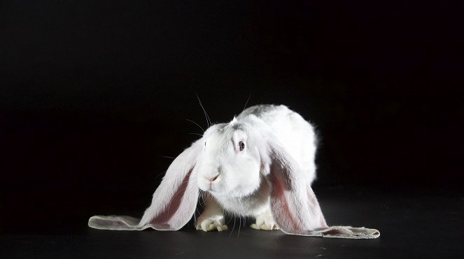 The Nature of Things: Remarkable Rabbits - Z filmu
