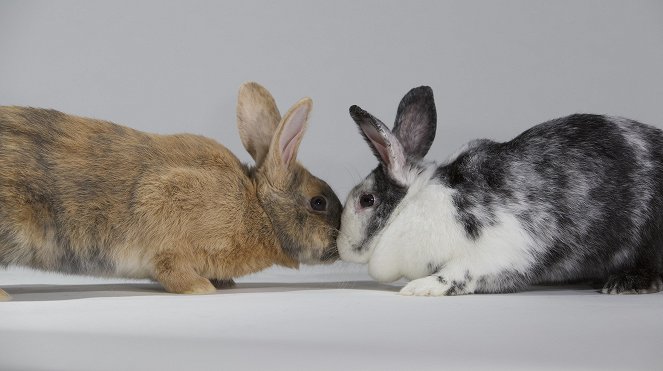 The Nature of Things: Remarkable Rabbits - Kuvat elokuvasta