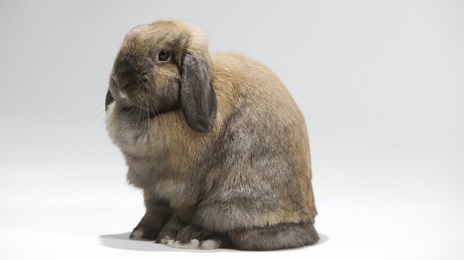 The Nature of Things: Remarkable Rabbits - Kuvat elokuvasta