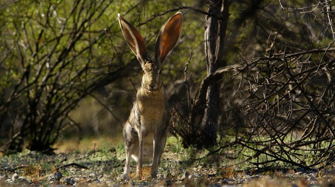 Nature: Remarkable Rabbits - Photos