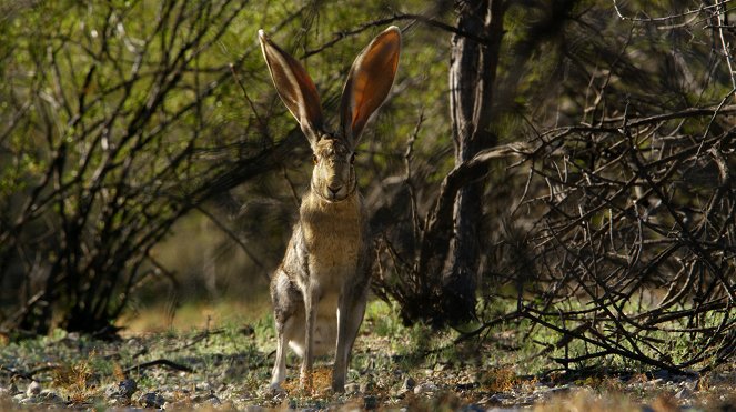 The Nature of Things: Remarkable Rabbits - Kuvat elokuvasta