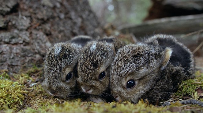 The Nature of Things: Remarkable Rabbits - Photos
