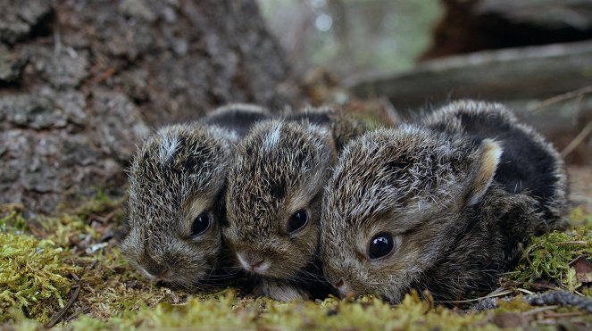 The Nature of Things: Remarkable Rabbits - Kuvat elokuvasta