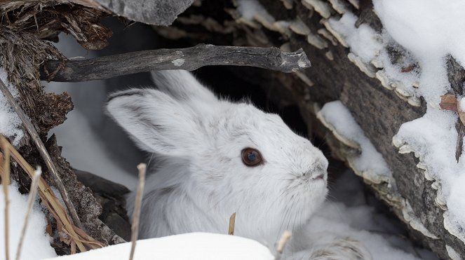 The Nature of Things: Remarkable Rabbits - Van film