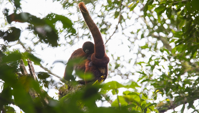 Aventures en terre animale - Le Singe laineux à queue dorée du Pérou - Photos