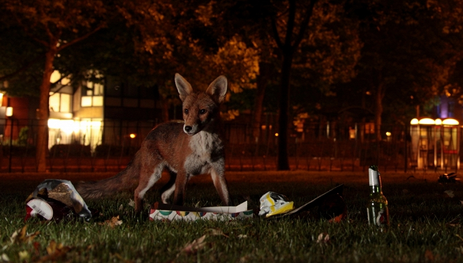 Tiere im Fokus - Die Stadtfüchse von London - Filmfotos
