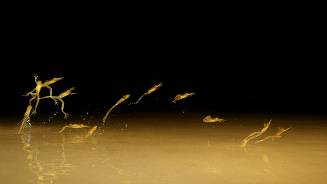 Aventures en terre animale - La Nuit des grenouilles - Photos