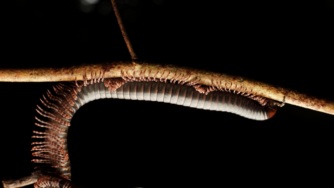 Aventures en terre animale - Les Insectes de Guyane - Z filmu