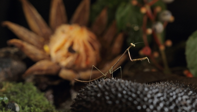 Aventures en terre animale - Les Insectes de Guyane - Z filmu