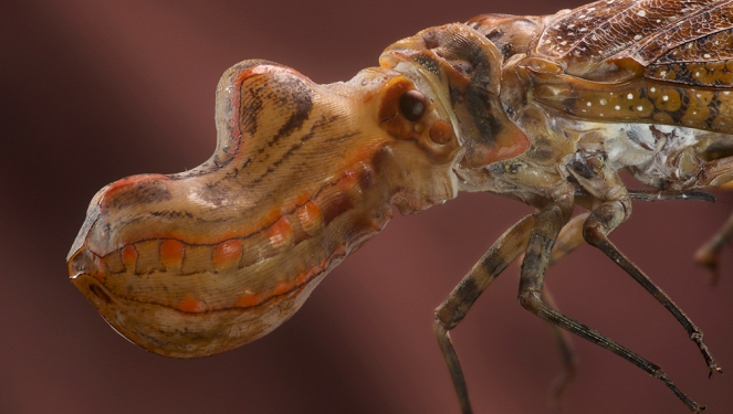Tiere im Fokus - Die Insekten von Französisch-Guayana - Filmfotos