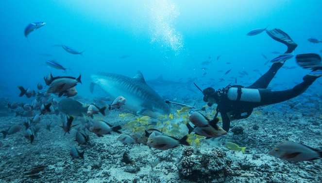Tiere im Fokus - Die Haie von Tahiti - Filmfotos