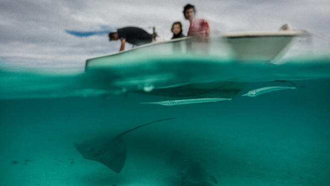 Tiere im Fokus - Die Haie von Tahiti - Filmfotos