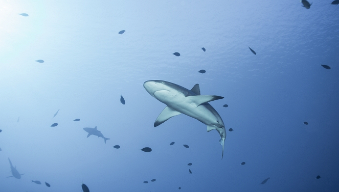 Aventures en terre animale - Le Requin de Tahiti - Film