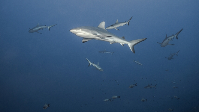 Aventures en terre animale - Le Requin de Tahiti - De la película