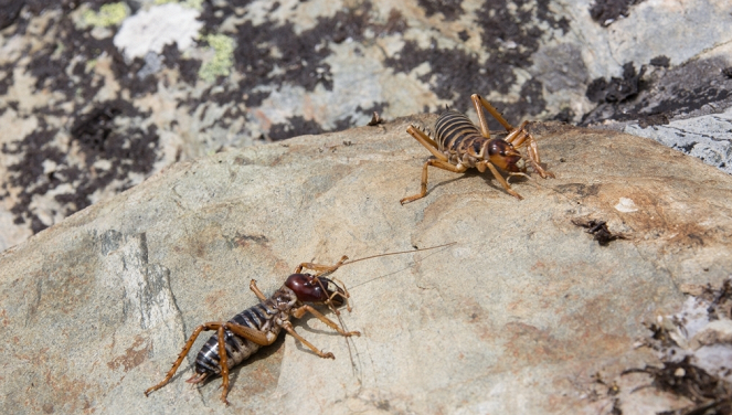 Aventures en terre animale - Le Weta de Nouvelle-Zélande - Kuvat elokuvasta