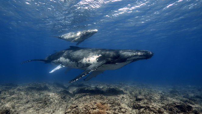 Aventures en terre animale - La Baleine à bosse de Polynésie - Photos