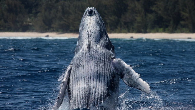 Aventures en terre animale - La Baleine à bosse de Polynésie - Z filmu