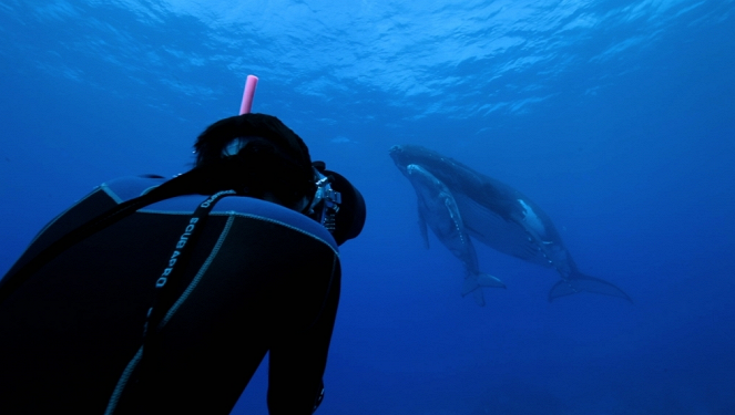 Aventures en terre animale - La Baleine à bosse de Polynésie - De la película