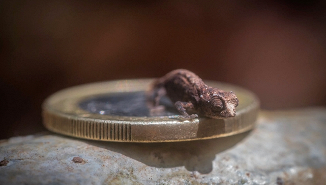 Aventures en terre animale - Le Caméléon de Madagascar - Photos