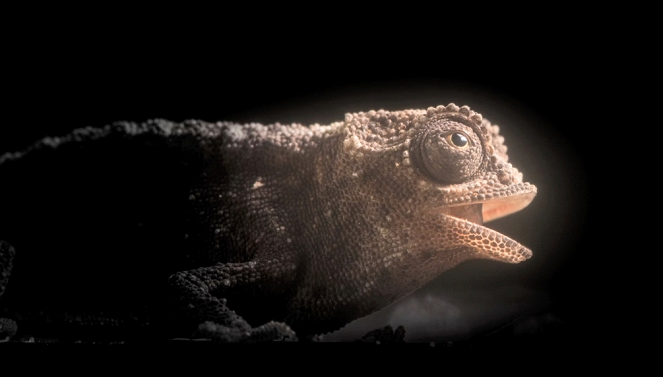 Aventures en terre animale - Le Caméléon de Madagascar - Van film