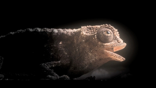 Tiere im Fokus - Das Chamäleon von Madagaskar - Filmfotos