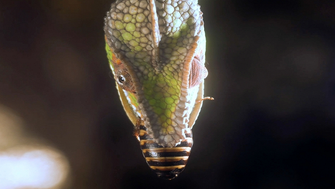 Aventures en terre animale - Le Caméléon de Madagascar - Film