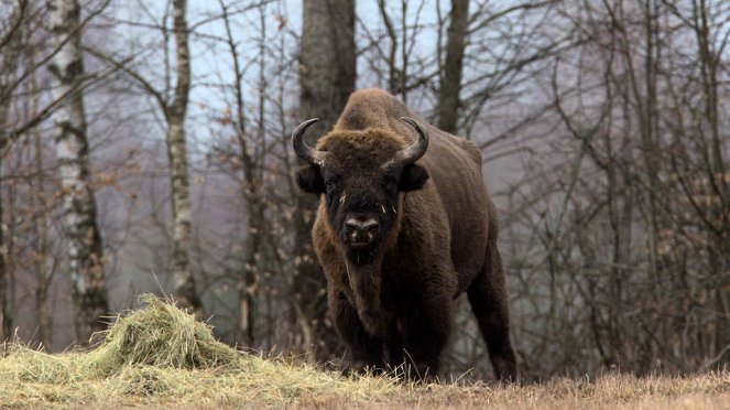 Aventures en terre animale - Le Bison de Pologne - Van film