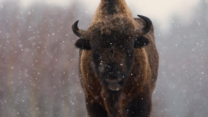 Aventures en terre animale - Le Bison de Pologne - Photos