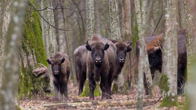 Aventures en terre animale - Le Bison de Pologne - Van film