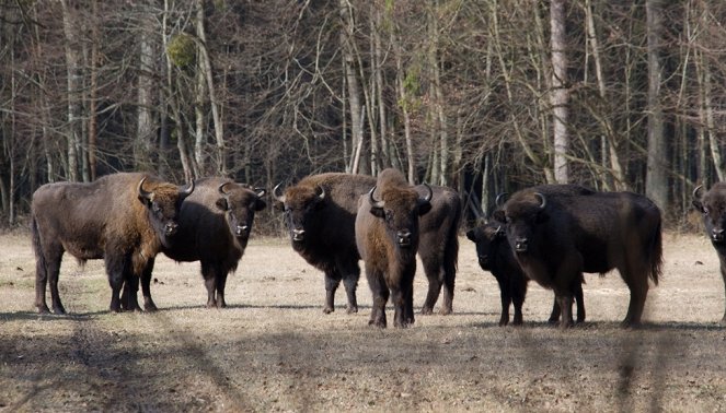 Aventures en terre animale - Le Bison de Pologne - Photos
