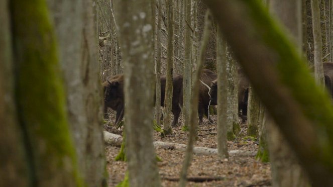 Aventures en terre animale - Le Bison de Pologne - Photos