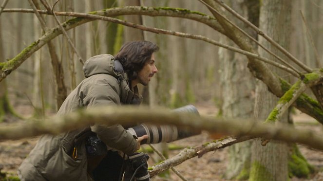 Aventures en terre animale - Le Bison de Pologne - Filmfotók - Guillaume Mazille