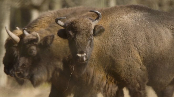 Aventures en terre animale - Le Bison de Pologne - Photos