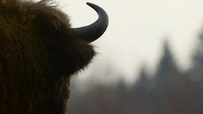 Aventures en terre animale - Le Bison de Pologne - Z filmu