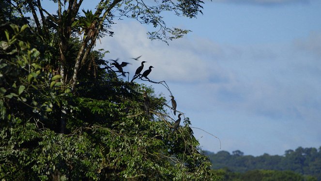 Au coeur de la vie sauvage - En Guyane - Filmfotos