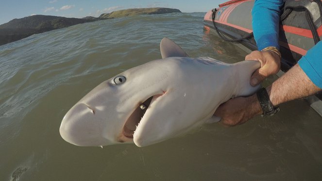 When Sharks Attack - De la película