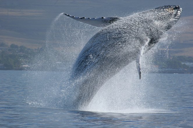 Fabelhafte Welt der Wale - Filmfotos