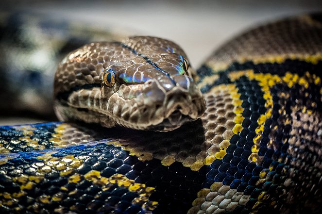 Pythons - Leise Killer - Filmfotos