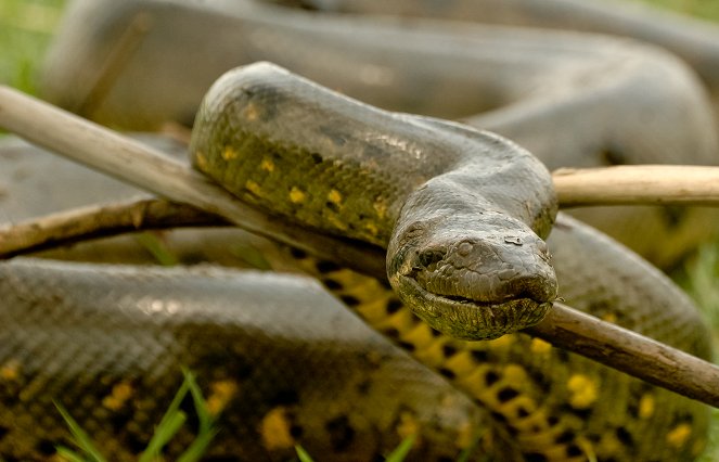 Monster Constrictors - Photos