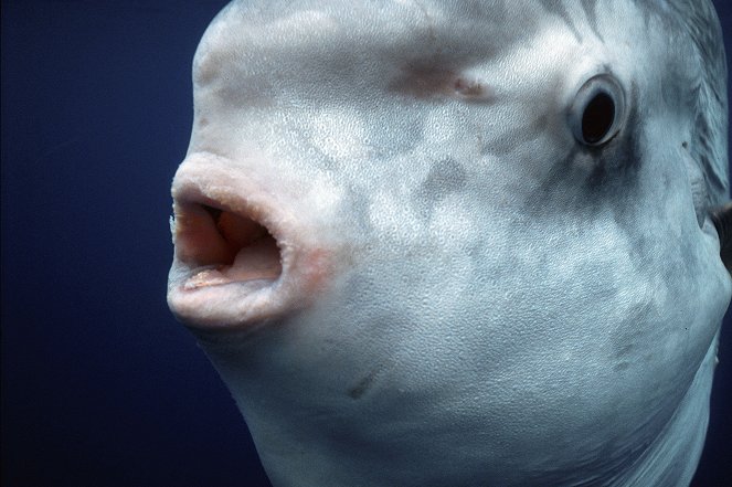 Mondfische - Rätselhafte Giganten - Filmfotók