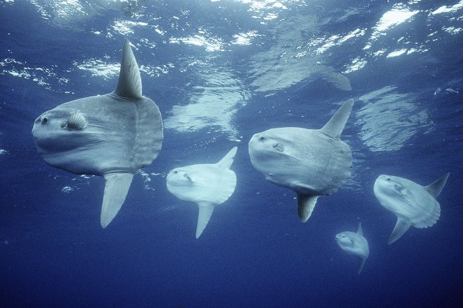 Mondfische - Rätselhafte Giganten - Photos
