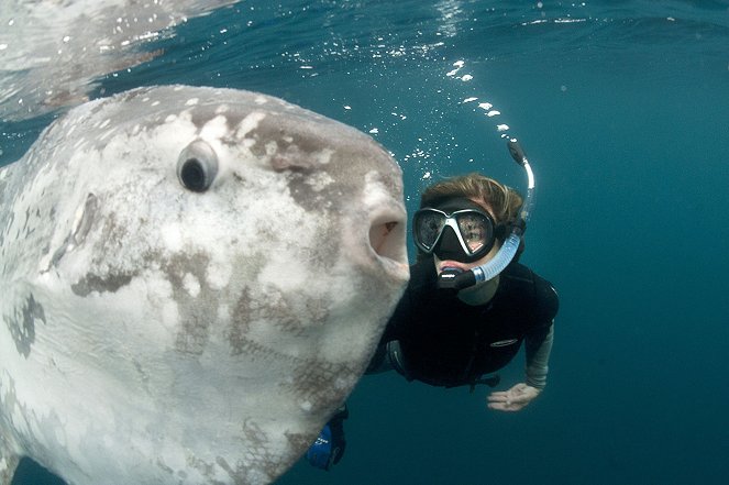 Mondfische - Rätselhafte Giganten - Photos