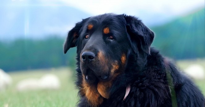 Pes - prvý priateľ človeka - Z filmu