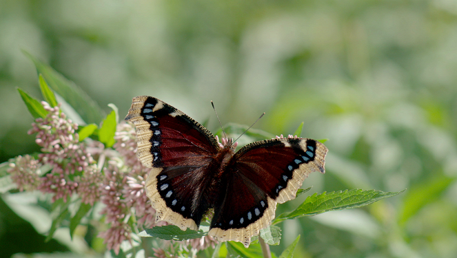 Motýle Slovenska – Hory a lesy - Kuvat elokuvasta