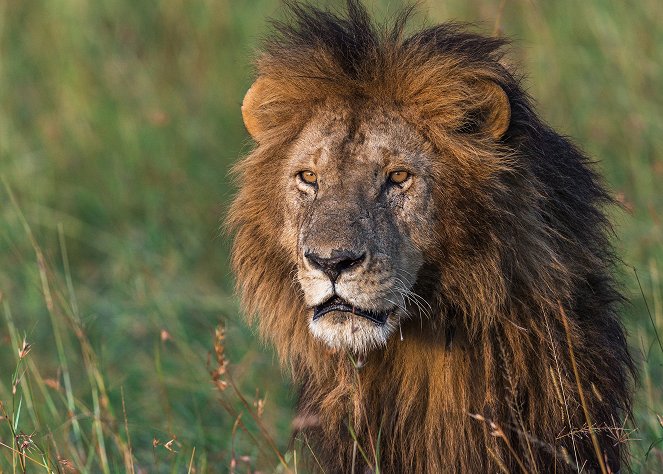 Afrika csodái - Egy új nap a vadonban - Filmfotók