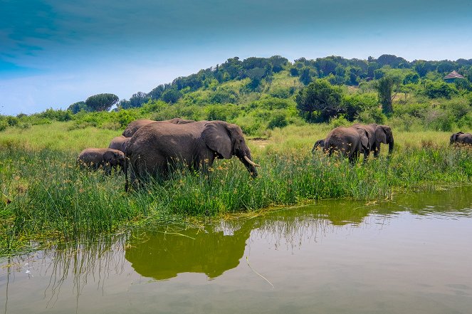Národní parky Ugandy - De la película