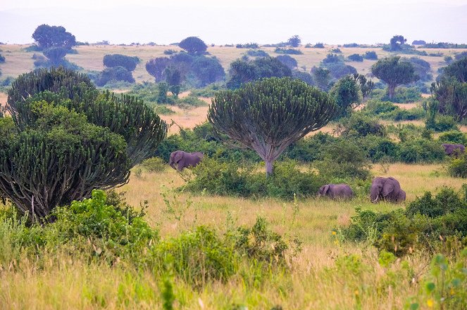 Národní parky Ugandy - Z filmu