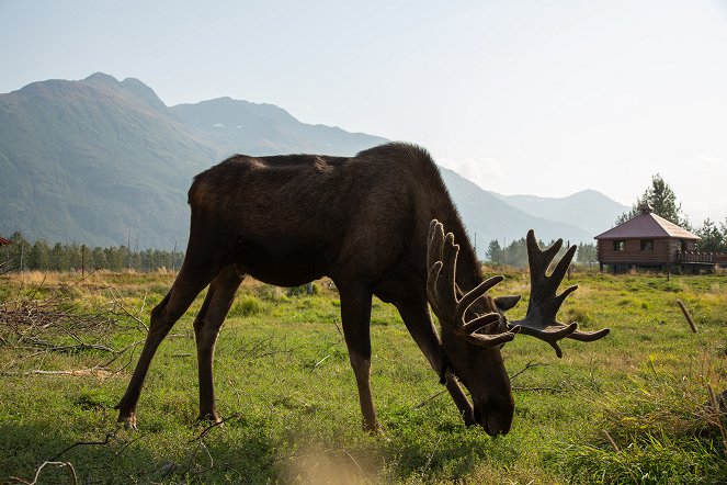 Alaskas Wildtier-Retter - Filmfotos